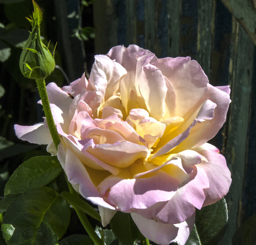 Глория  Дей - Валентин Семчишин