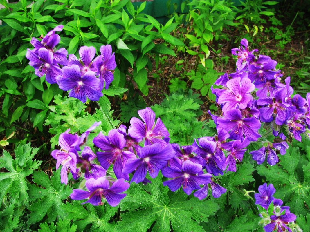 Во всей красе - Людмила Смородинская