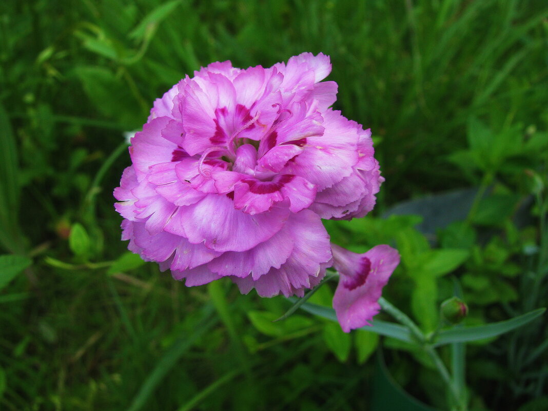 Нежная гвоздичка - Людмила Смородинская