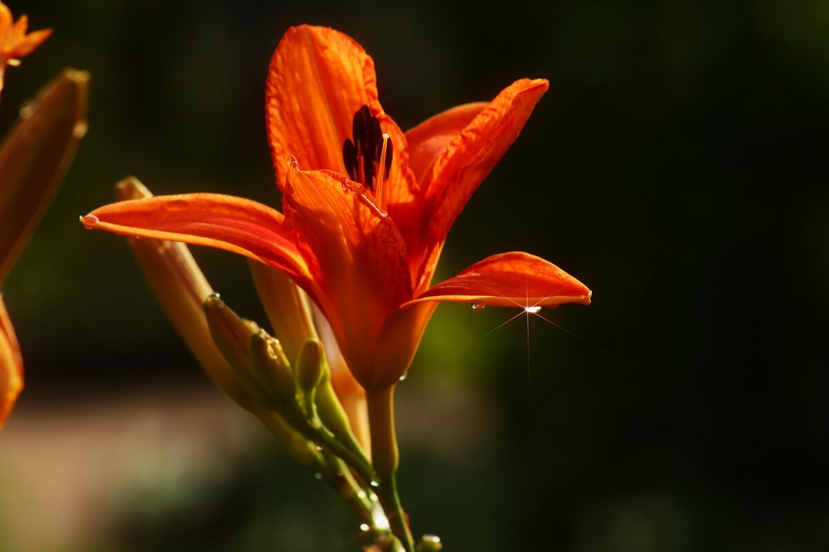 Доброе утро - Юрий. Шмаков