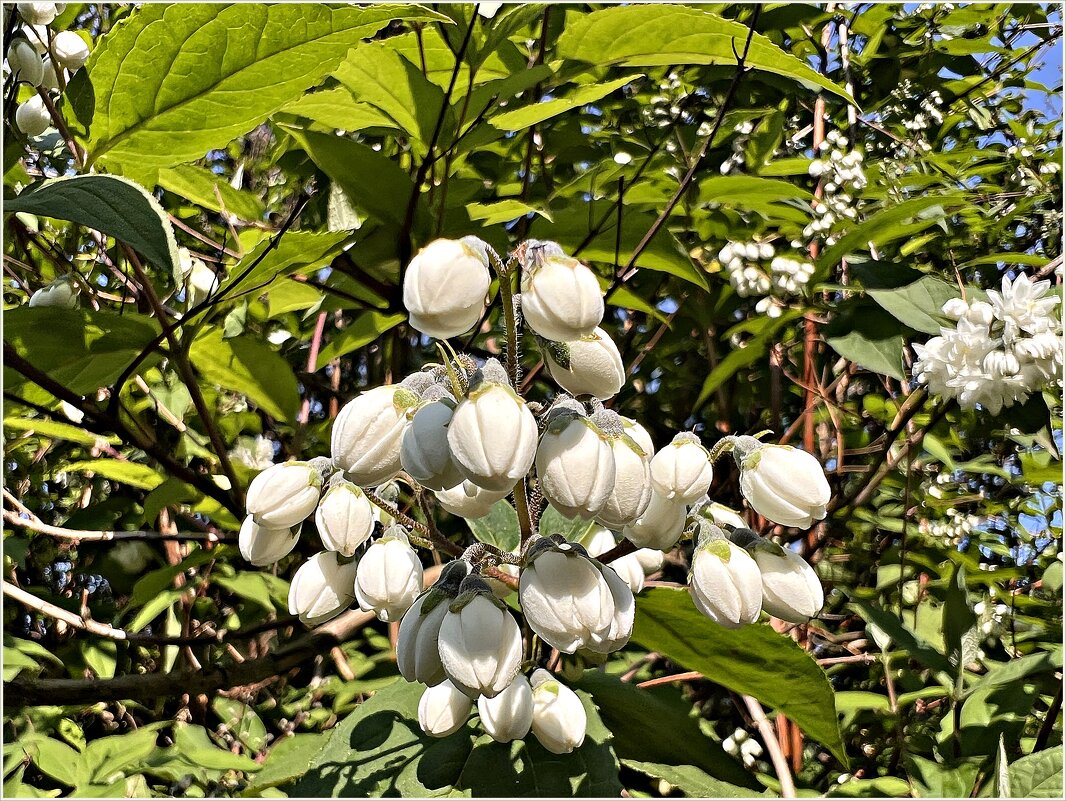 Бутоны дейции. - Валерия Комова