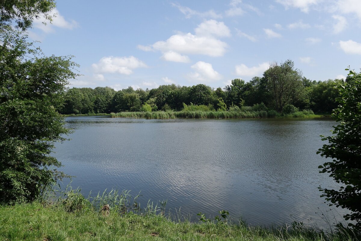 Июньский пейзаж - Рита Симонова