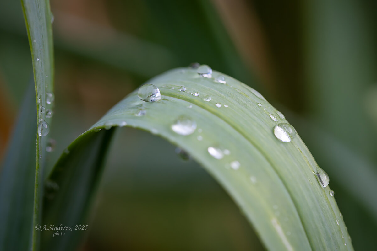Капли дождя - Александр Синдерёв