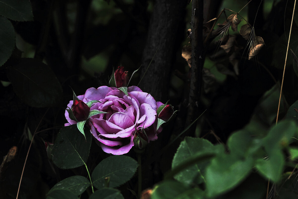 Сиреневая роза - Юрий Гайворонскiий