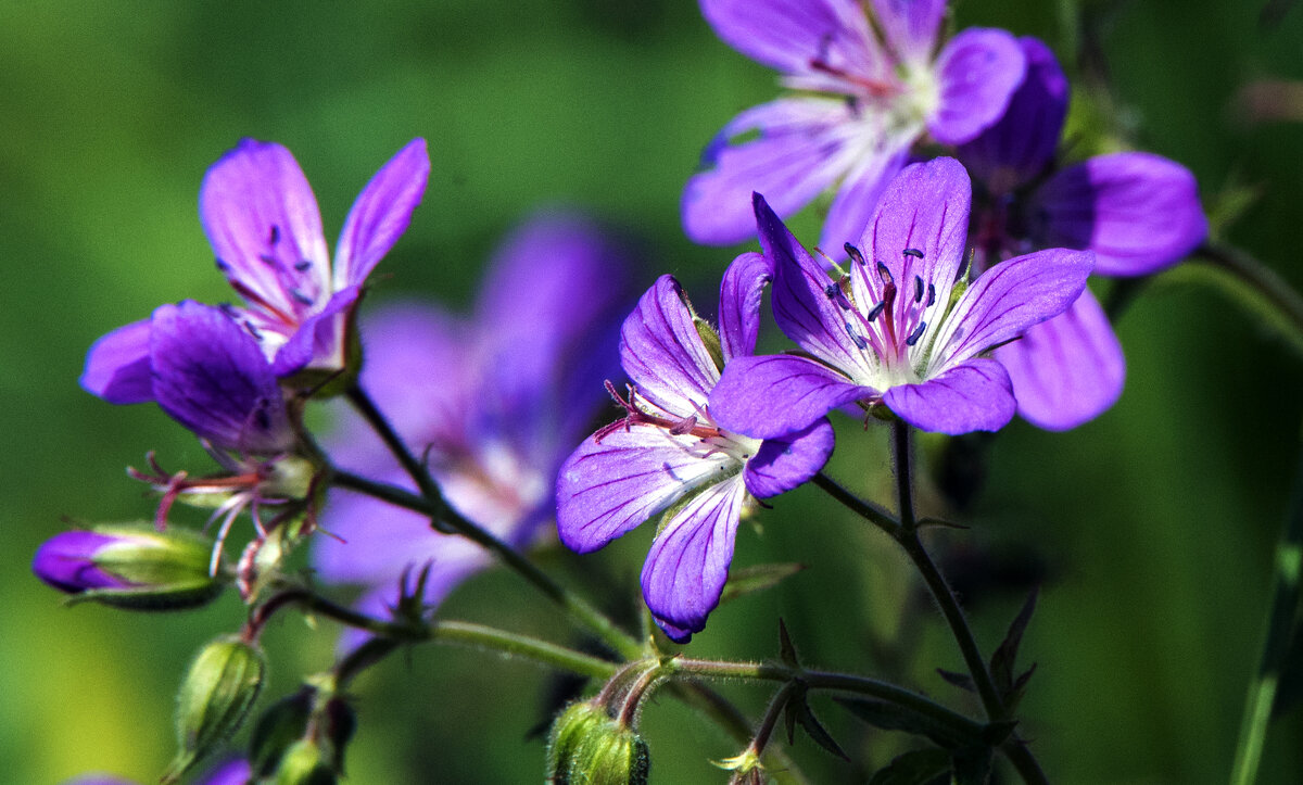 **** - Владимир Безбородов
