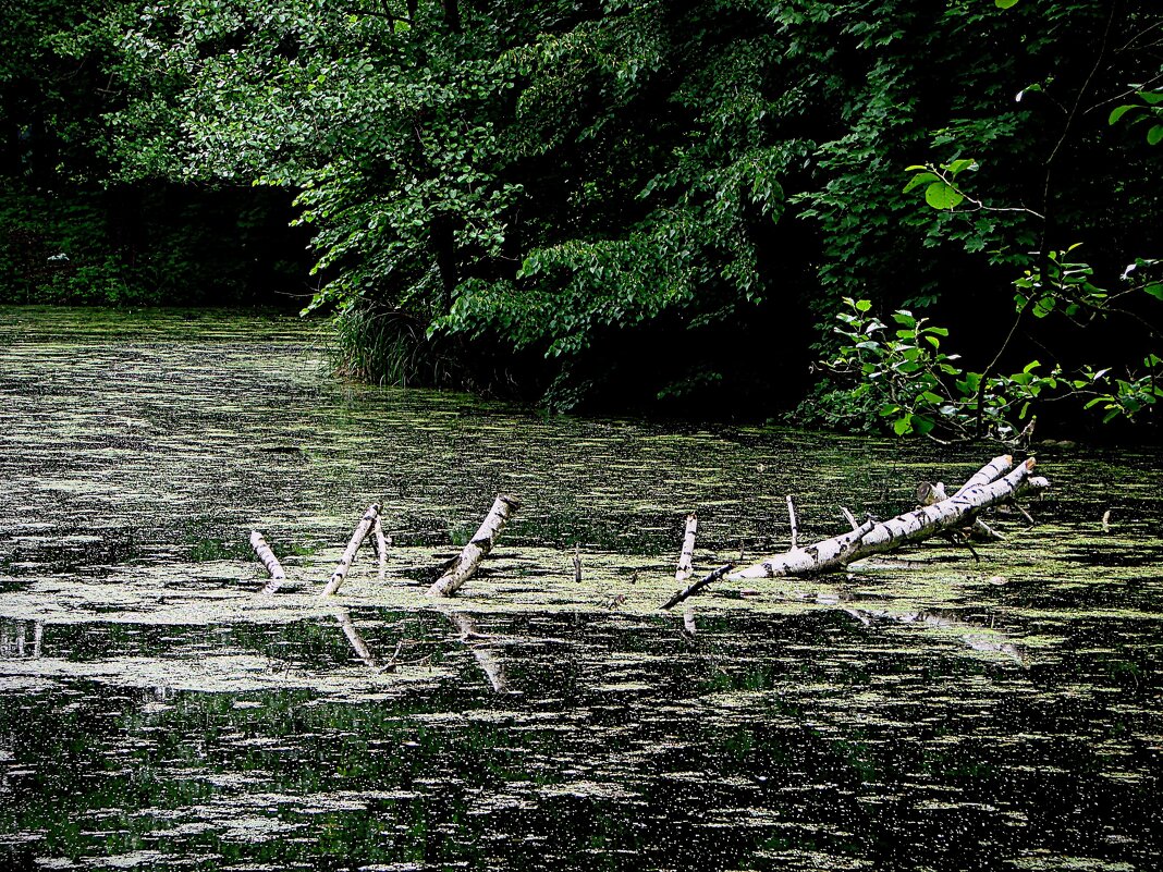 Вот и местный крокодил,,,,) - Анатолий Колосов
