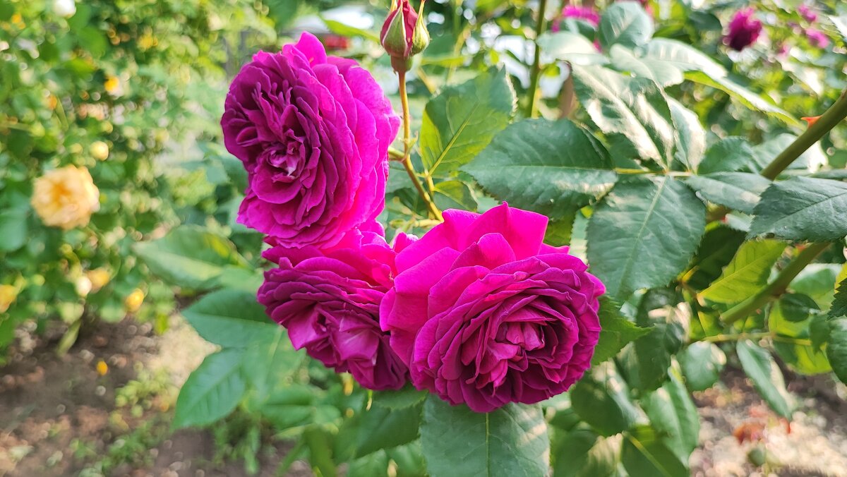 ,,, - Сергей Тимоновский