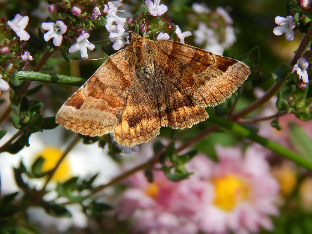 Краски лета - Александр Ковальчук