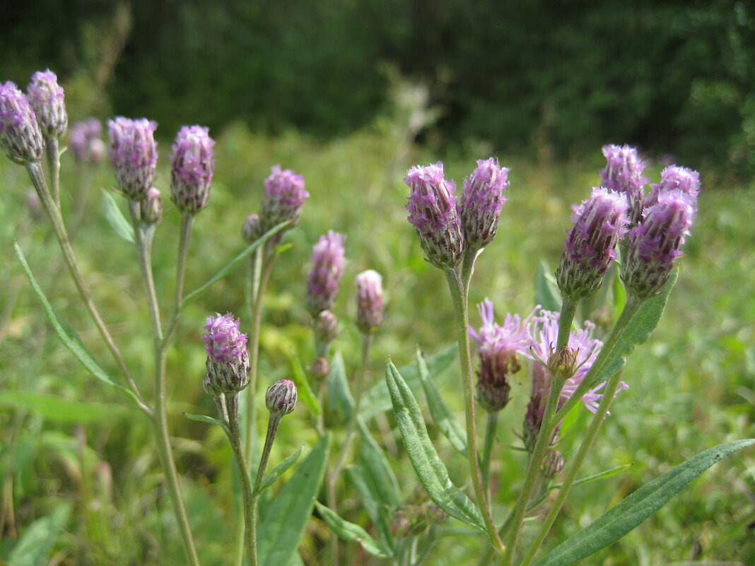 Соссюрея - Anna Ivanova