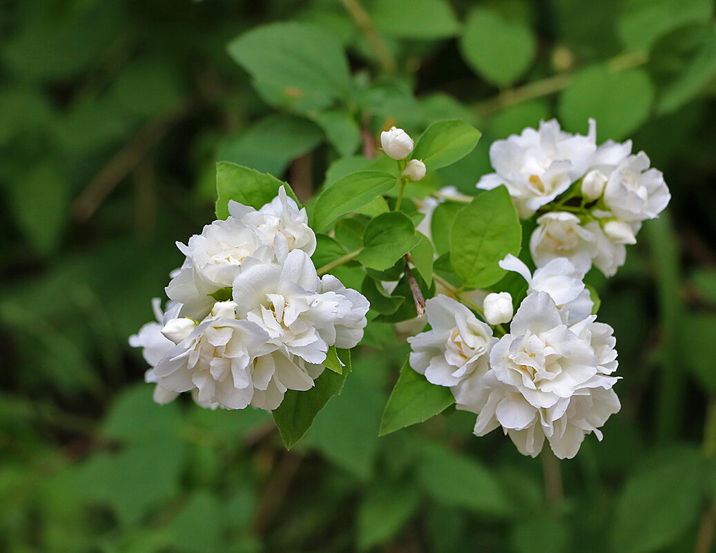 Июнь, чубушник цветёт - Светлана Июнь, чубушник цветёт - Светлана