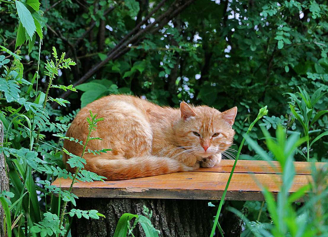 Рыжий на рыжем - хорошо устроился - Светлана 