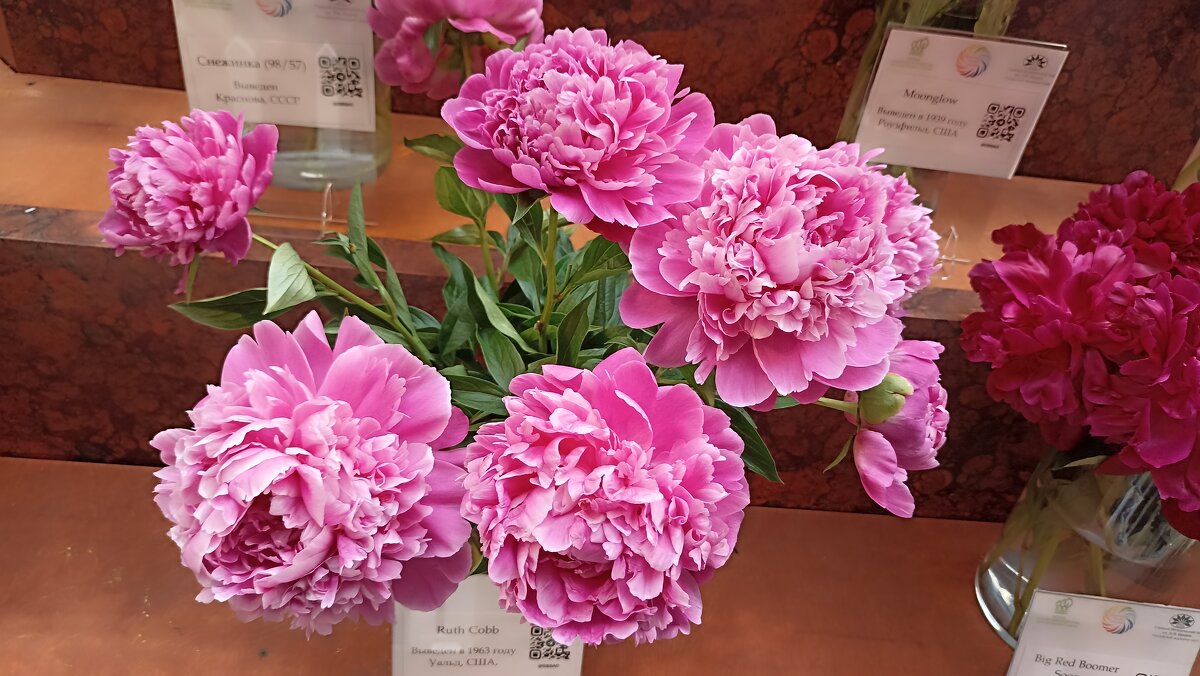 На выставке пионов в ГУМе - Татьяна Тюменка