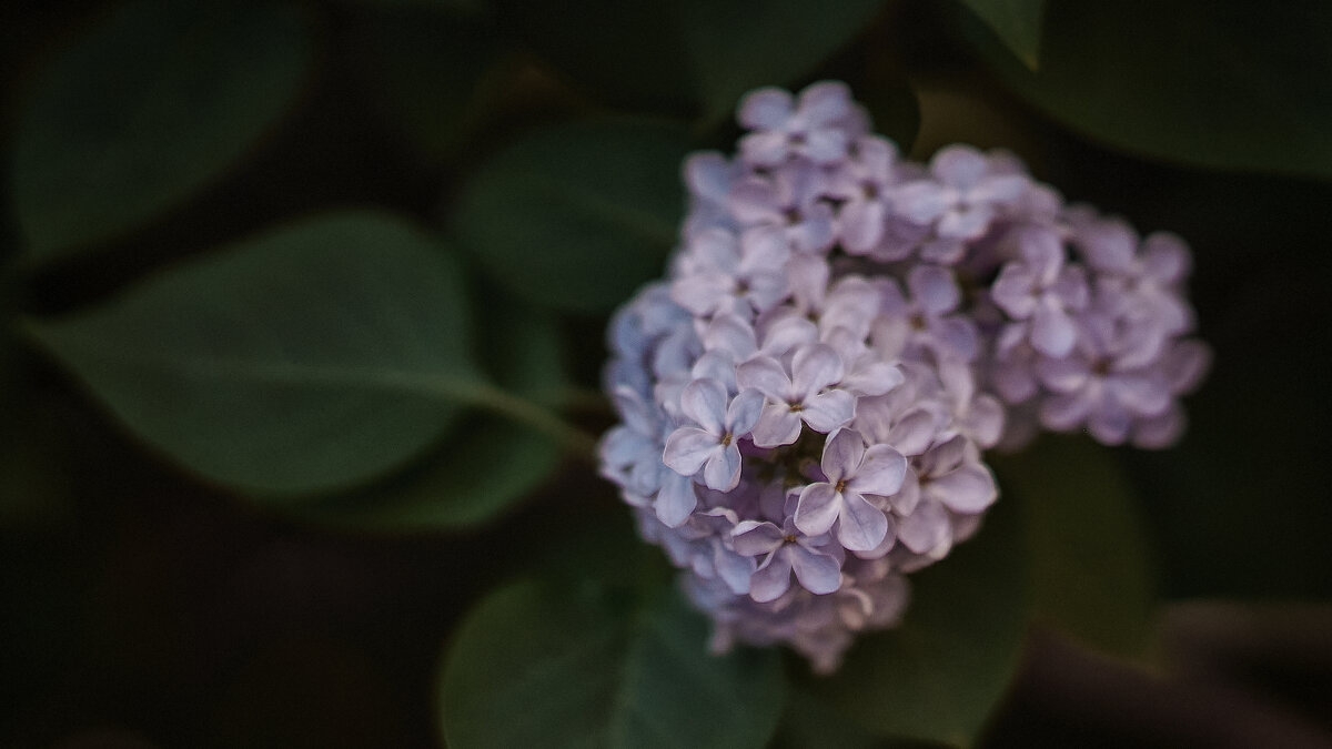 сирень - Андрей Выровой