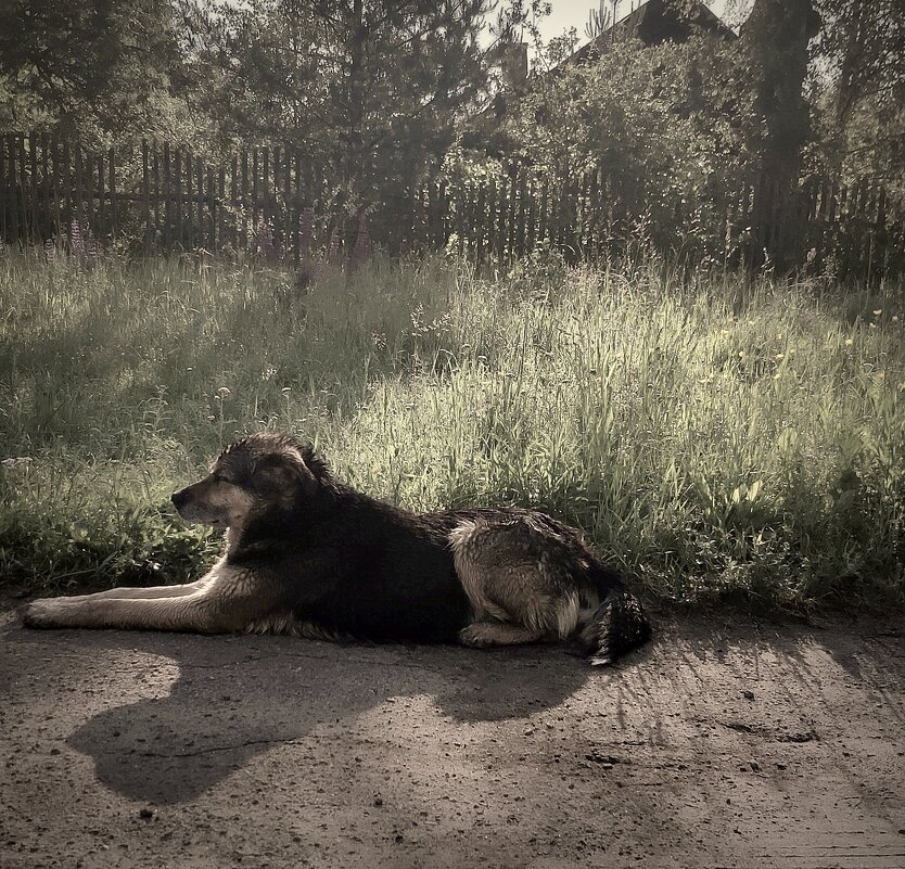 Крутецкое утро   Шарика - Любовь 