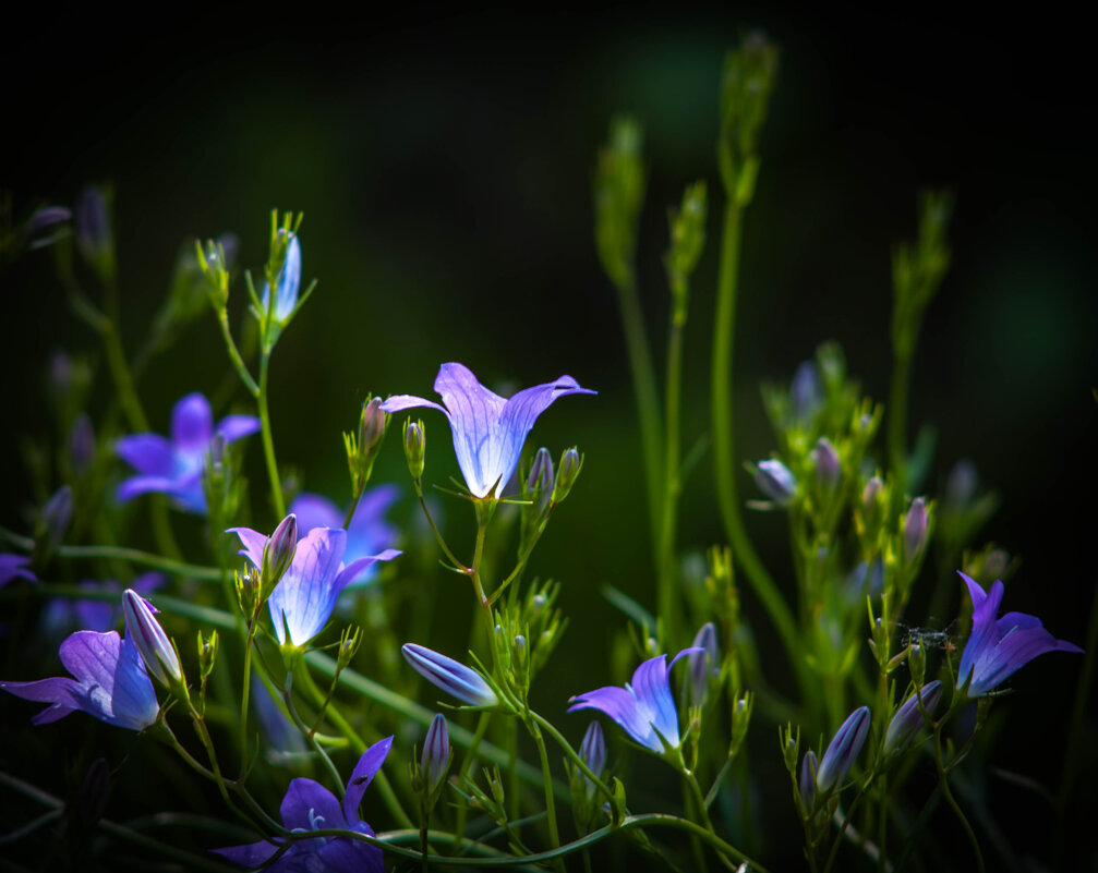 Колокольчики. - Анатолий Нецепляев