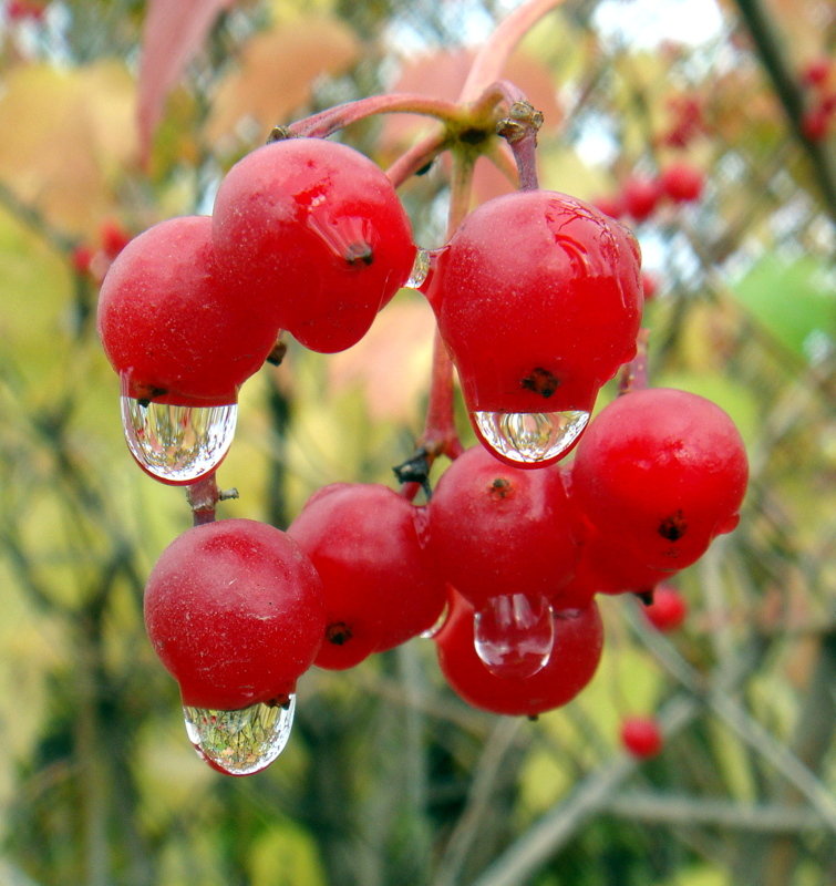 *** - Елизавета Успенская *** - Елизавета Успенская