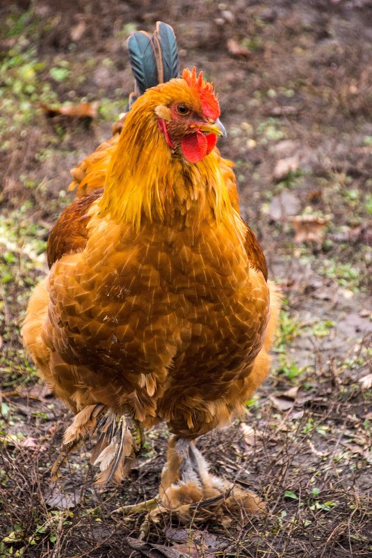 Огонёк - Андрей Мичурин Огонёк - Андрей Мичурин