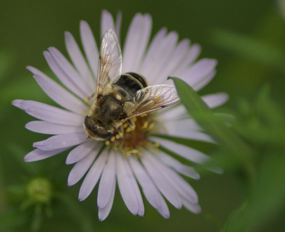 Ромашка - Константин Селедков