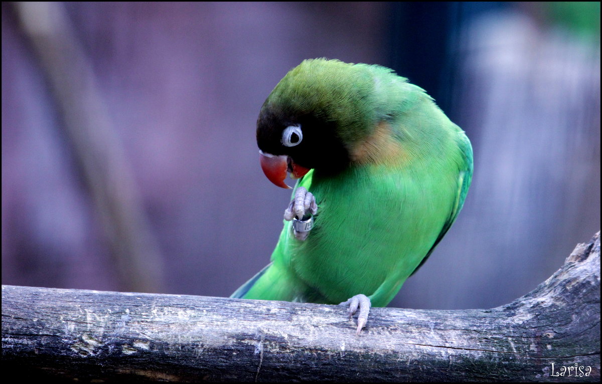 Смотри кольцо надели я не собирался женится - lora ))) Смотри кольцо надели я не собирался женится - lora )))
