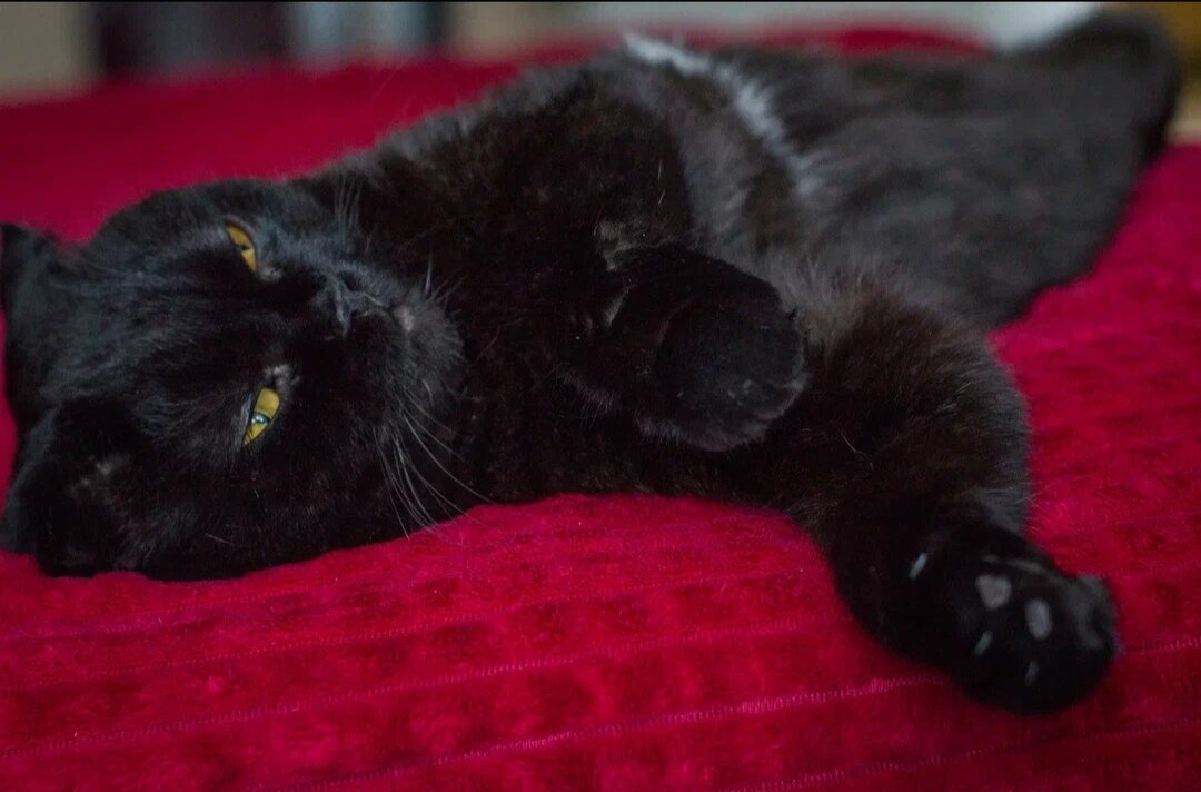 Лень - Тамара Федорова