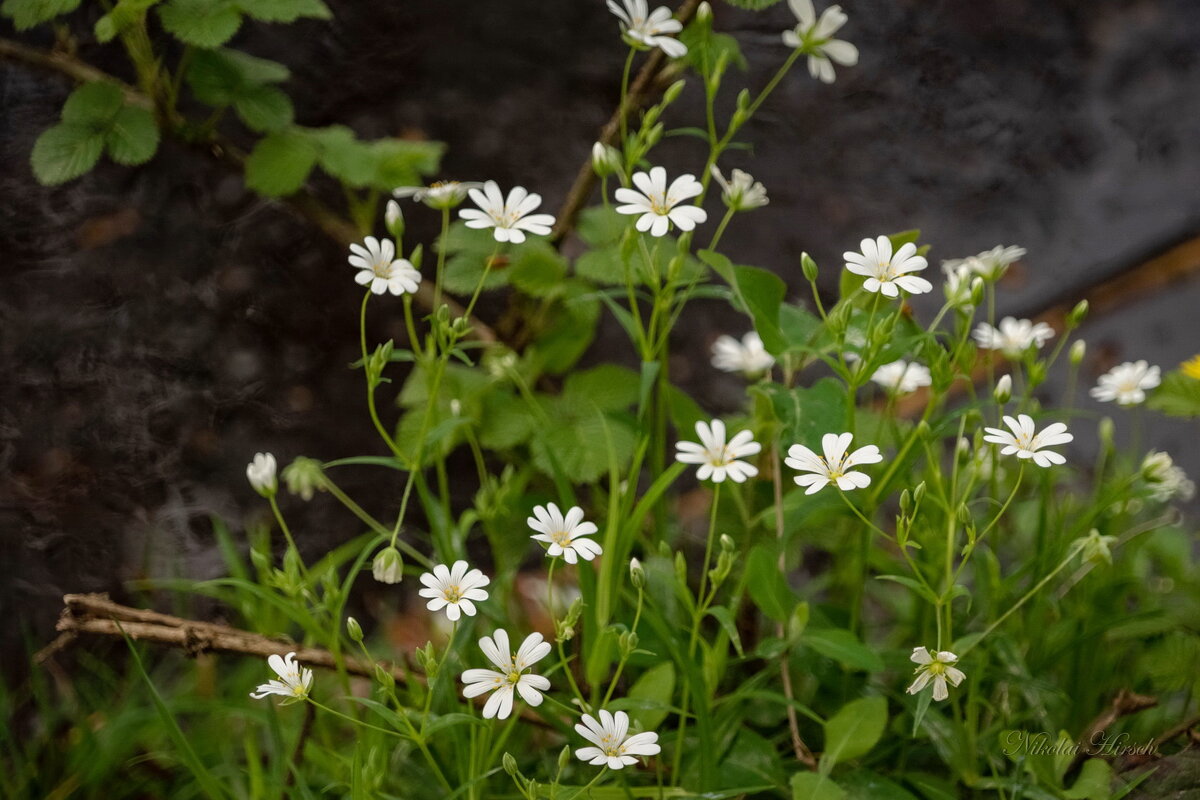 Лесная нежность... - Николай Гирш Лесная нежность... - Николай Гирш
