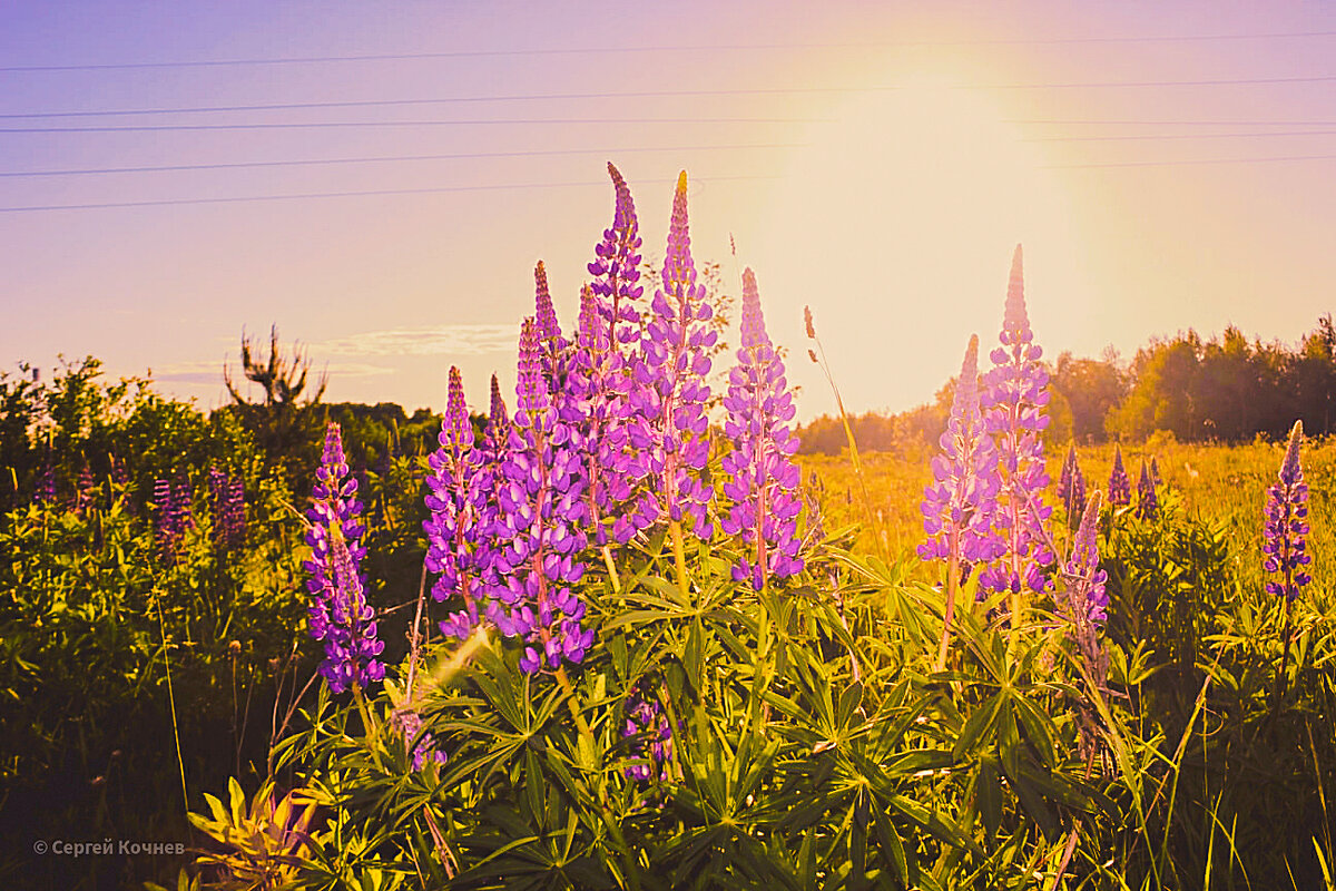 Люпины - Сергей Кочнев