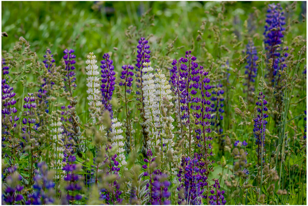 Летнее настроение. - Sergey (Apg) Летнее настроение. - Sergey (Apg)