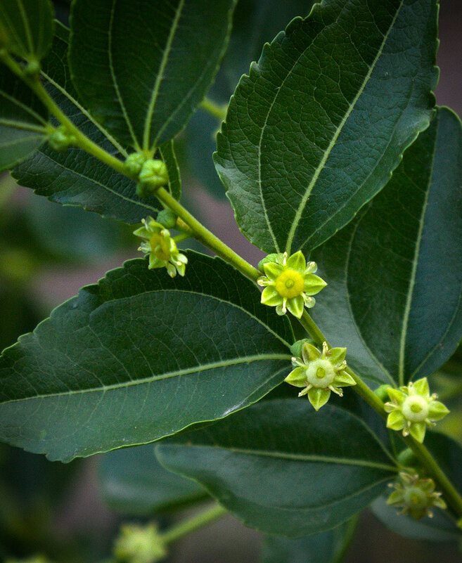 Цветы финика-унаби - Наталья S