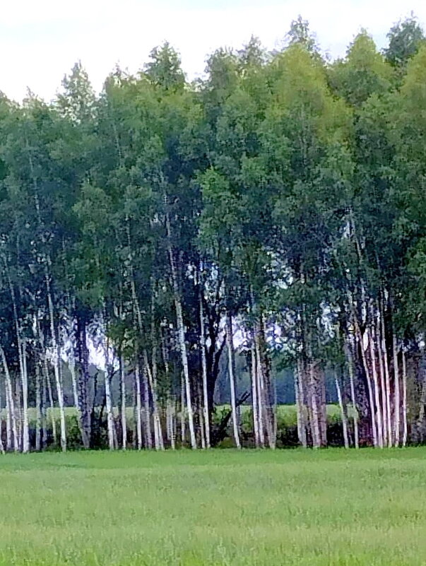 Березовая роща. - Ольга Довженко