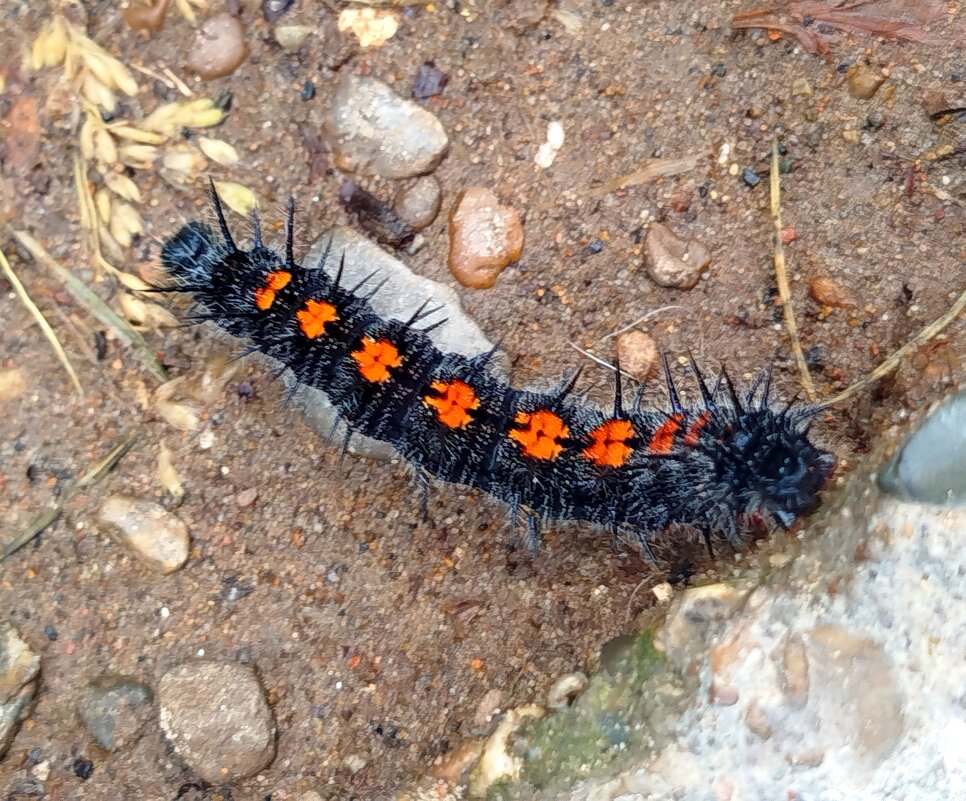 Гусеничка - светлана льдокова