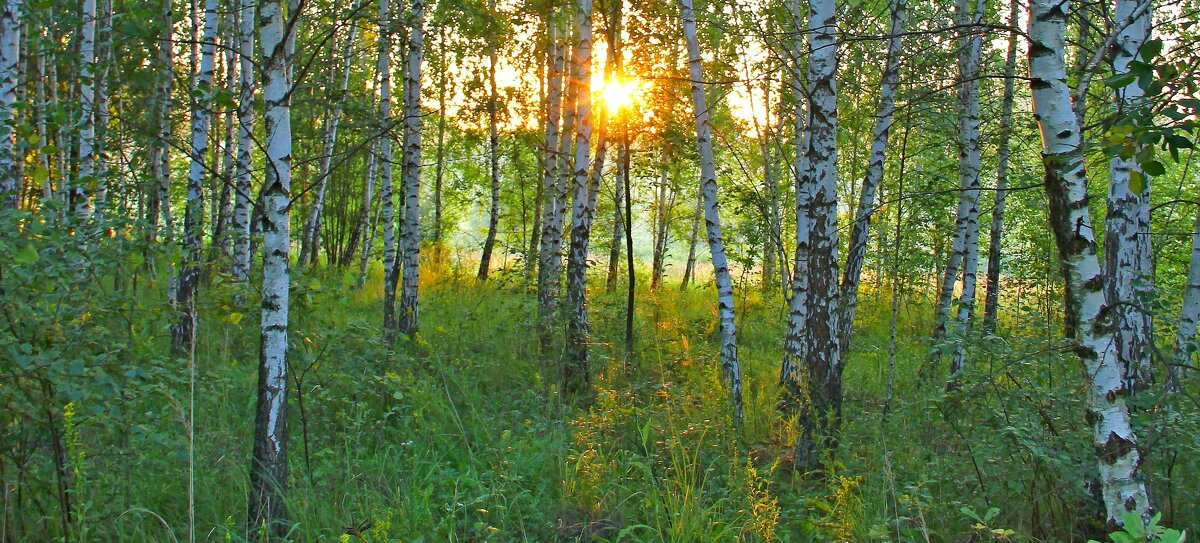 Березовый лес и утреннее солнце. - Борис Митрохин