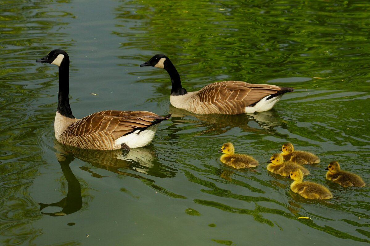 Семейка - Юрий. Шмаков Семейка - Юрий. Шмаков