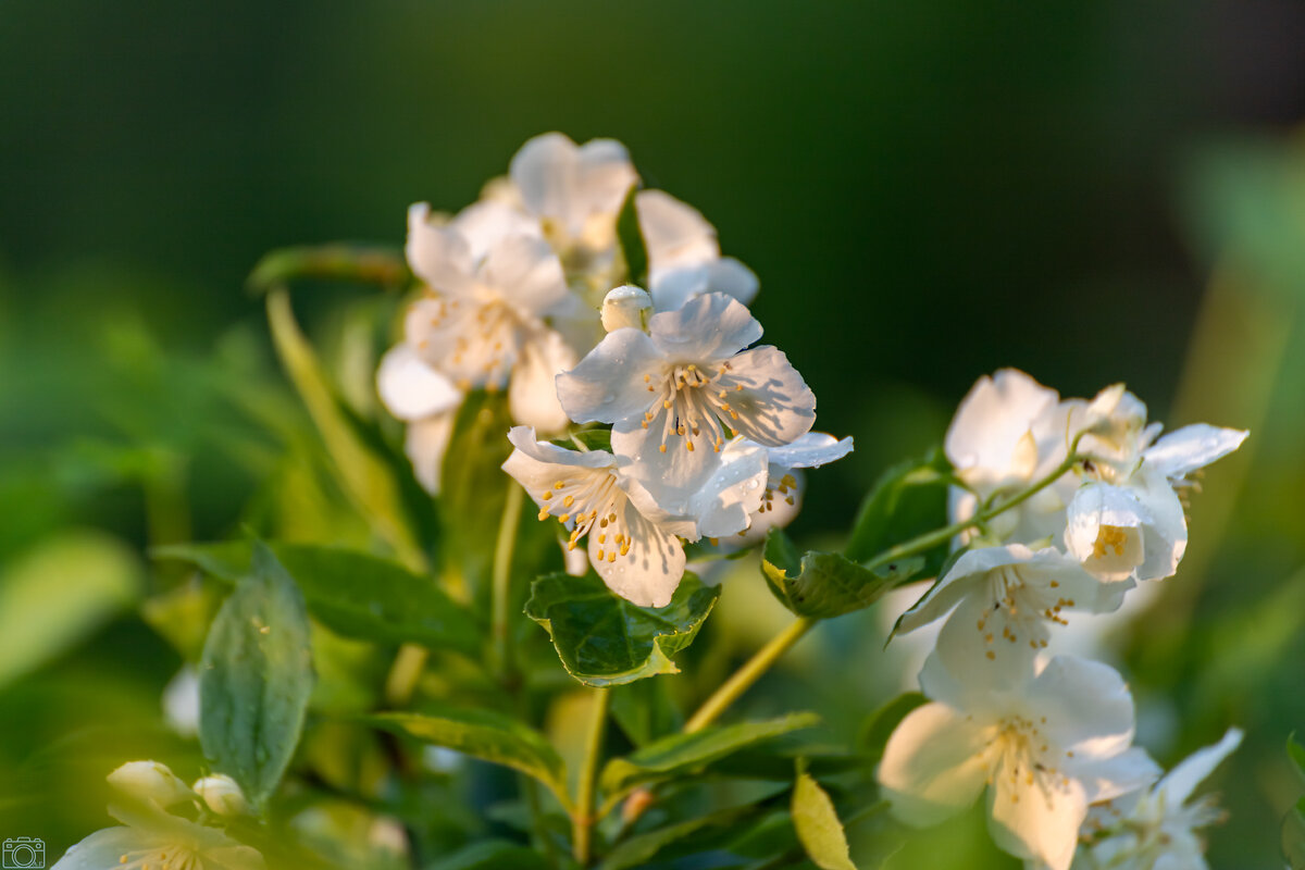 Вечер - Александр 