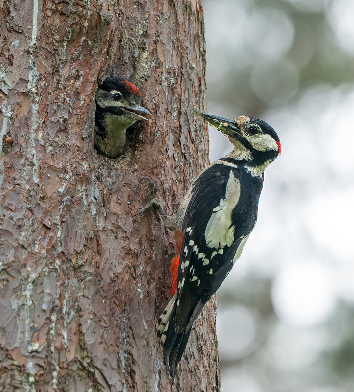 Кормление - Viktor Makarov
