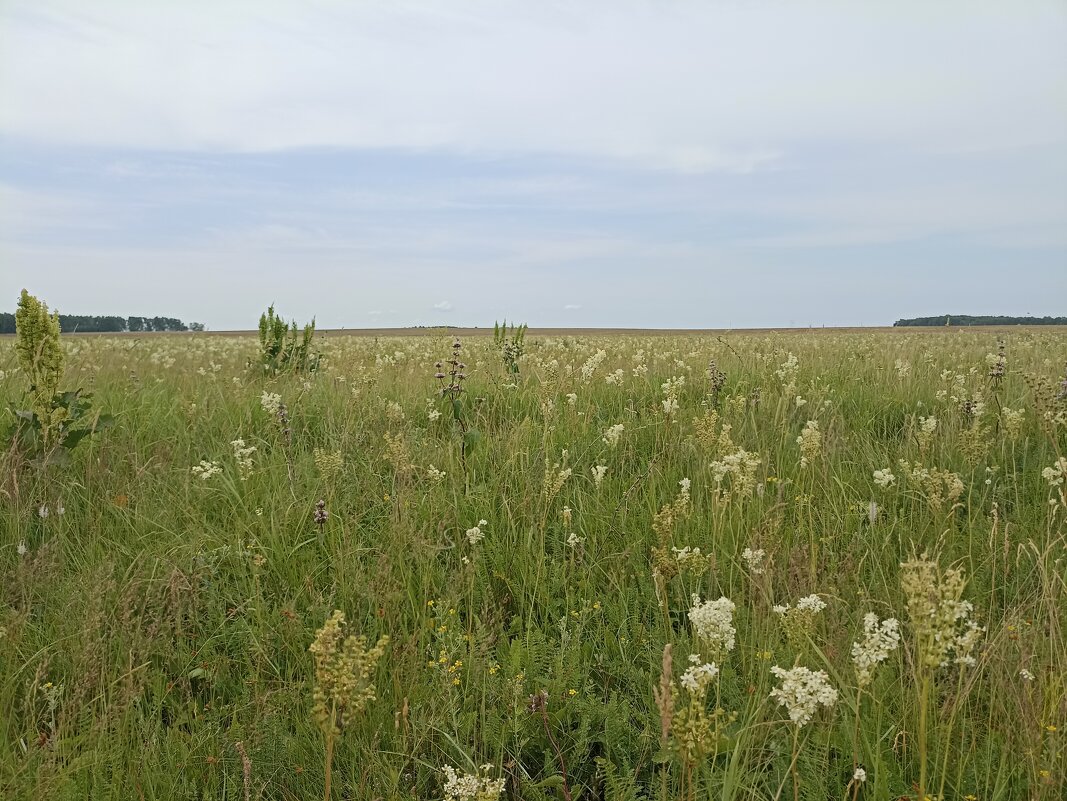Зауральская степь. - Pippa Зауральская степь. - Pippa