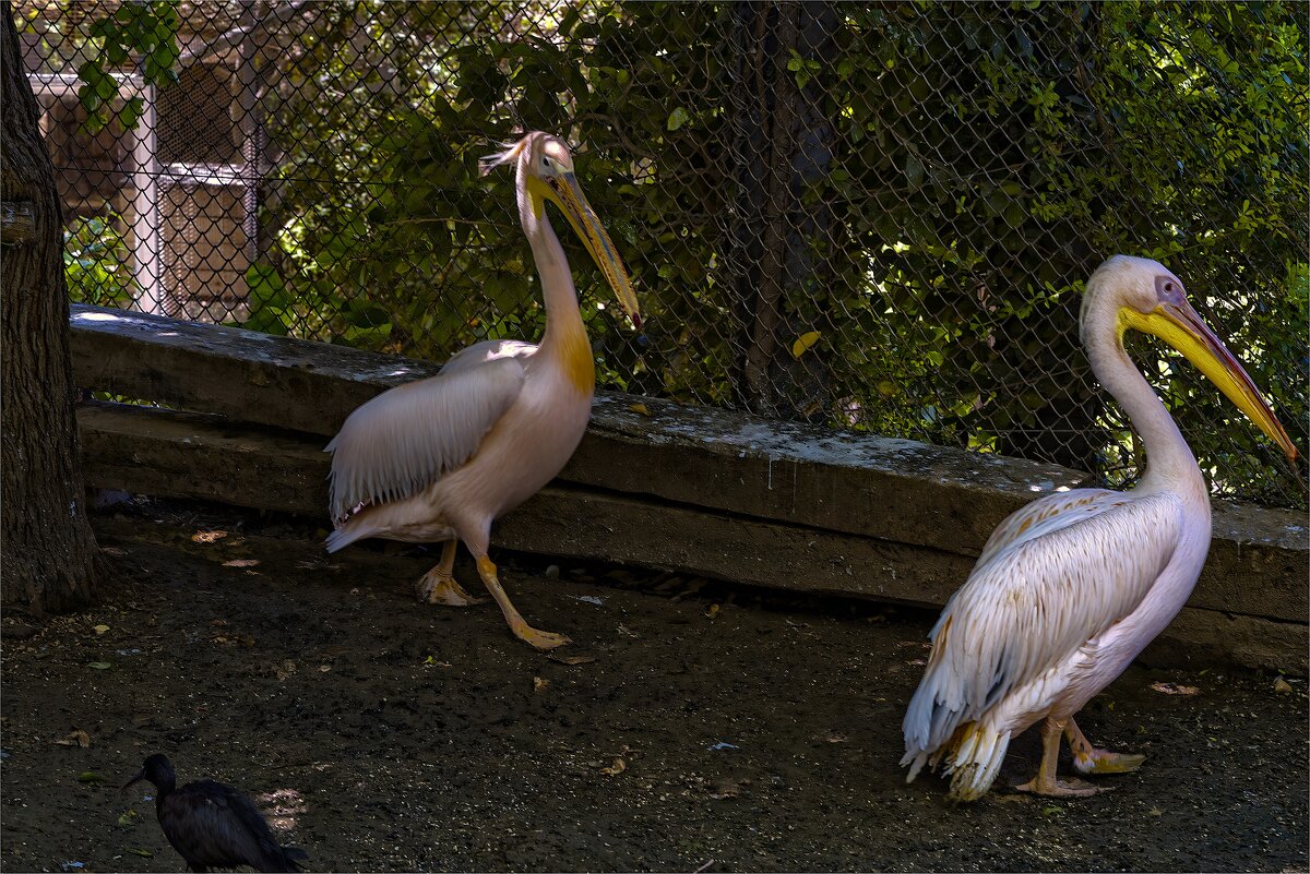 Хайфа 06,2025году - ujgcvbif 