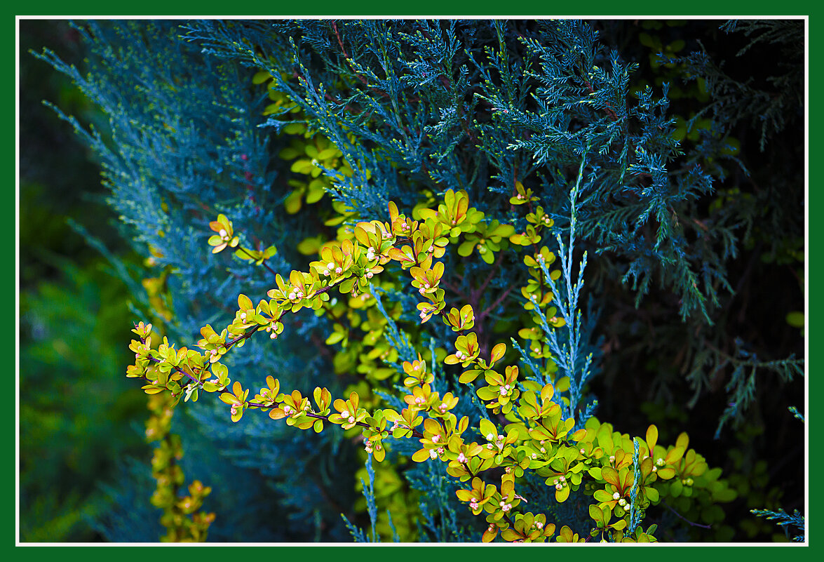 Цветение - Владимир Кроливец Цветение - Владимир Кроливец