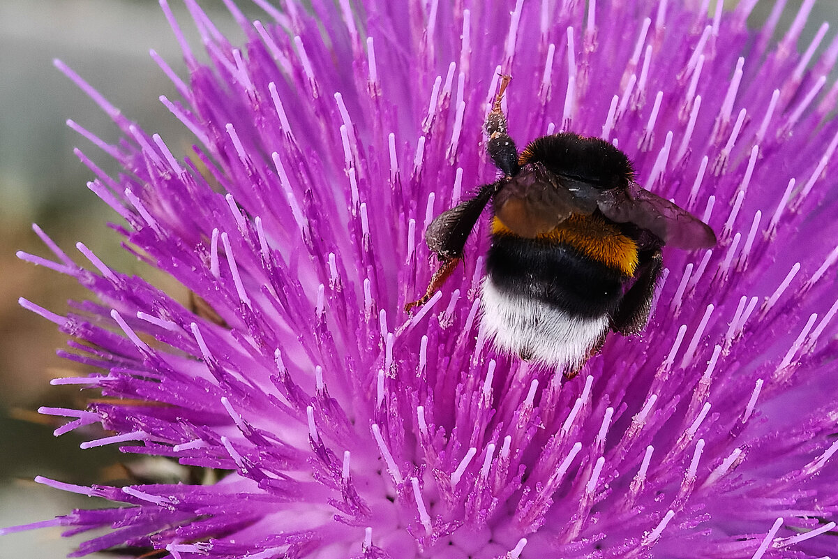 Шмель - Валерий Ткаченко