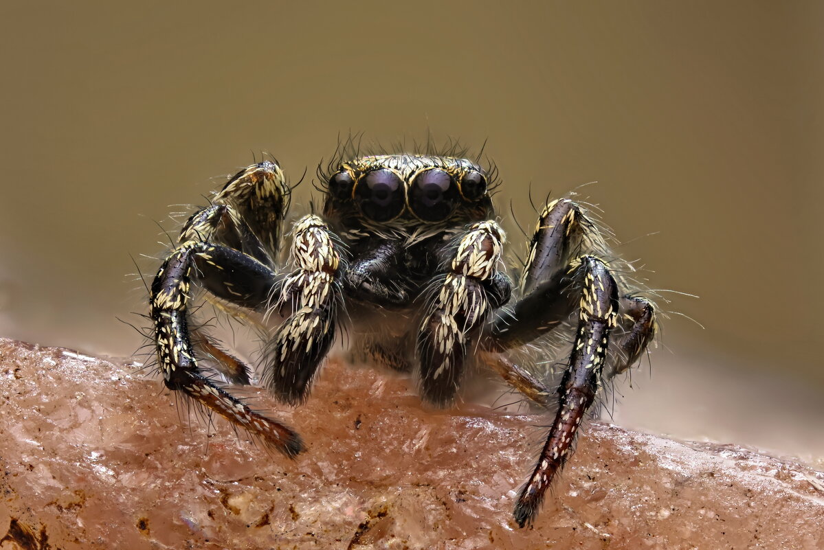 . - Игорь Осипов . - Игорь Осипов