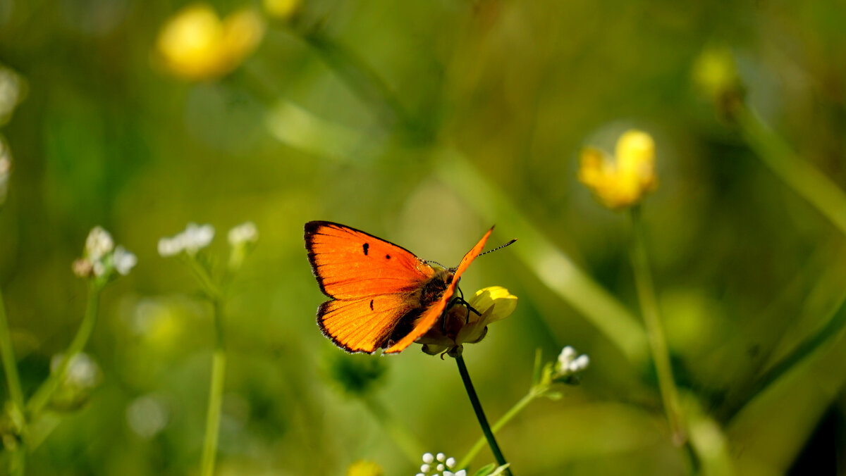 из снятого вчера 3 - Александр Прокудин