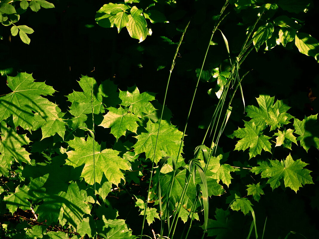 Летние этюды 38 - Алексей Кузнецов