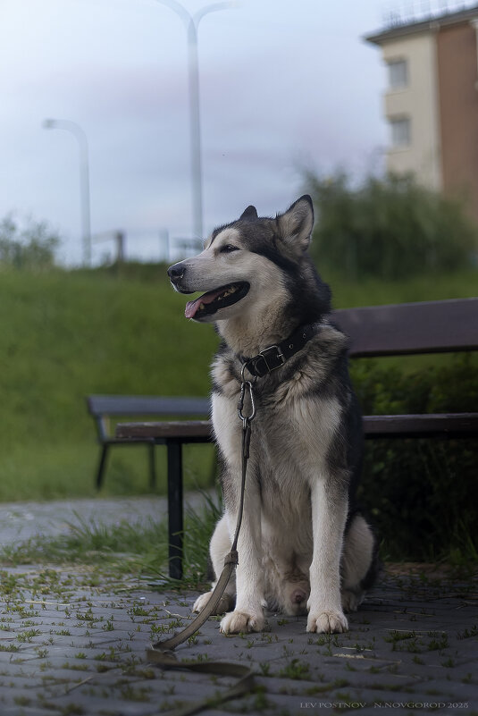 Ярик. - leff Postnov