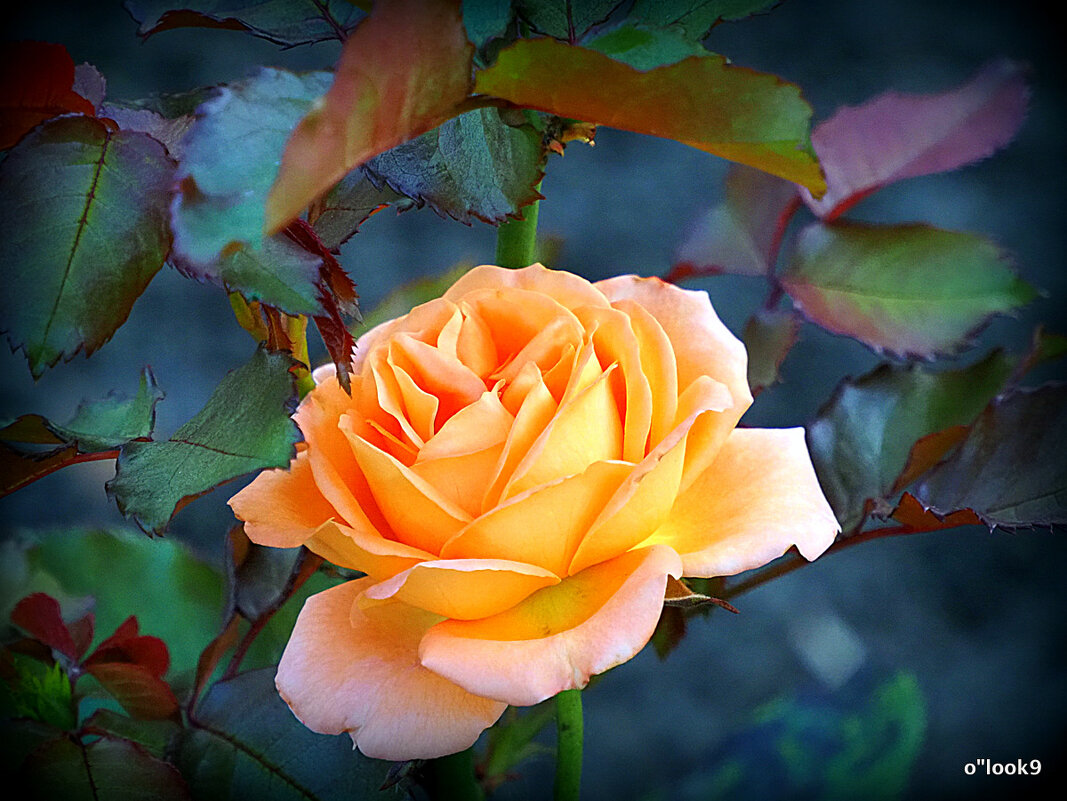 они на радость нам даны - Олег Лукьянов