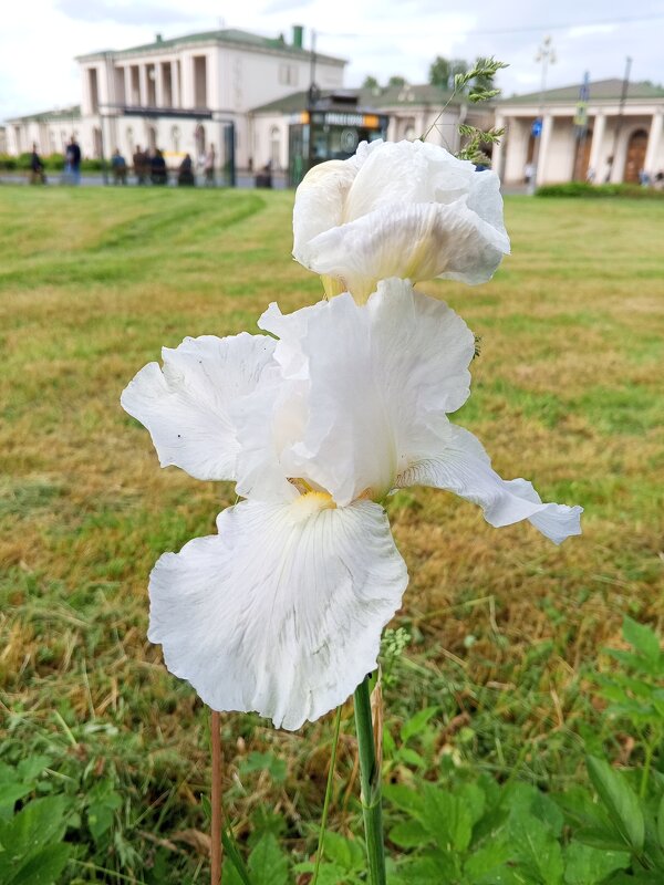 Ирис - Сапсан 