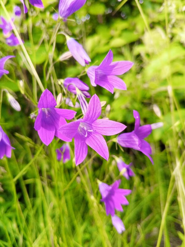 Колокольчик - Сапсан 