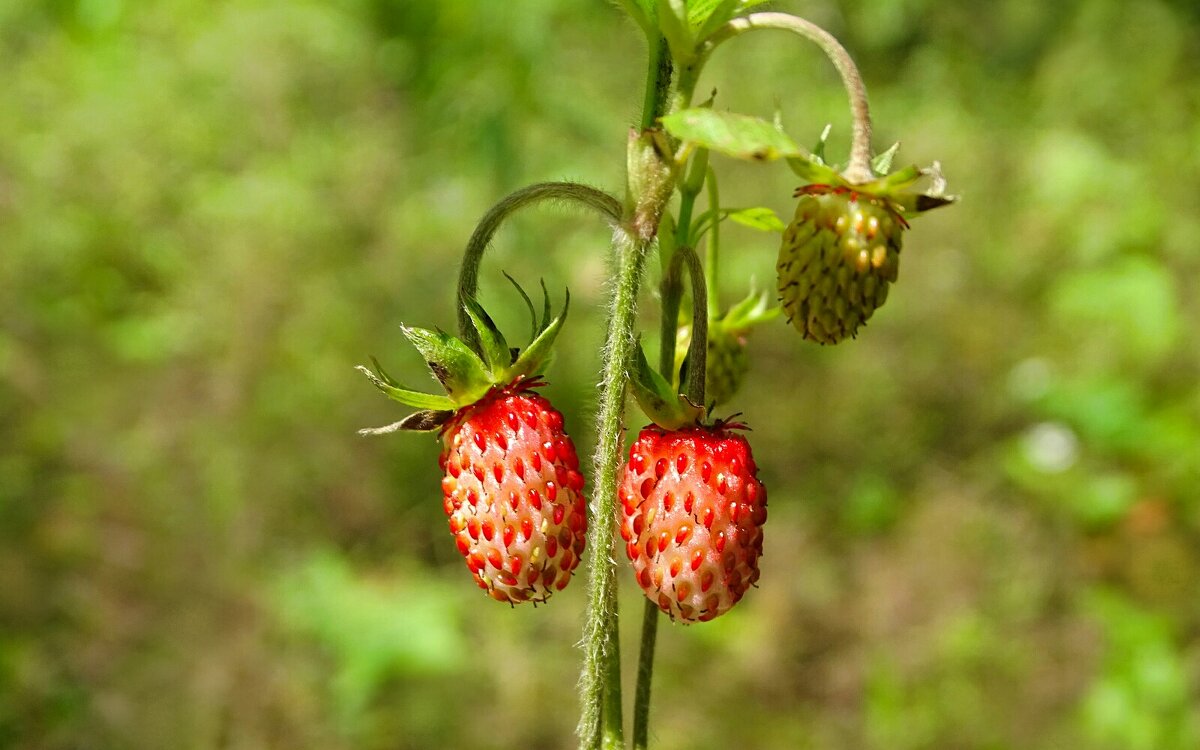 Какое лето без земляники! - Милешкин Владимир Алексеевич Какое лето без земляники! - Милешкин Владимир Алексеевич