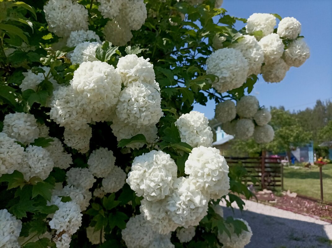 Калина Бульденеж - Veera V Калина Бульденеж - Veera V