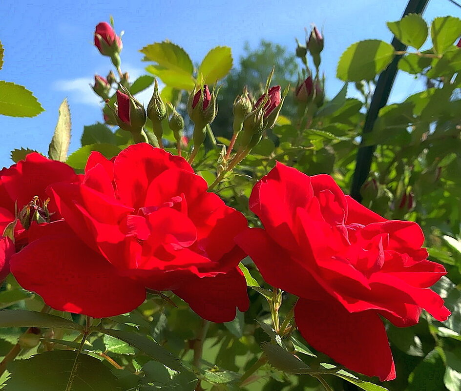 Совершенство роз ласкает взгляд - Ольга Довженко