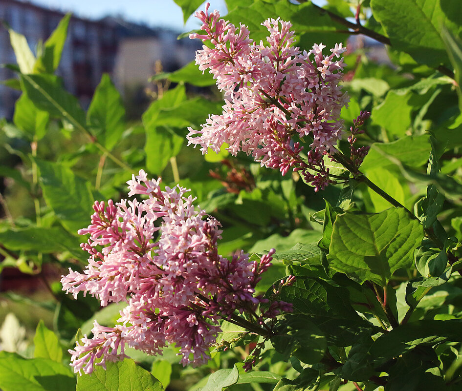 Июнь...Цветет в городе сирень! - Владимир 
