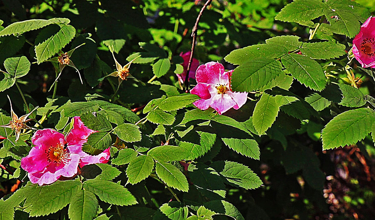 Июнь,..Доцветает городской шиповник! - Владимир 
